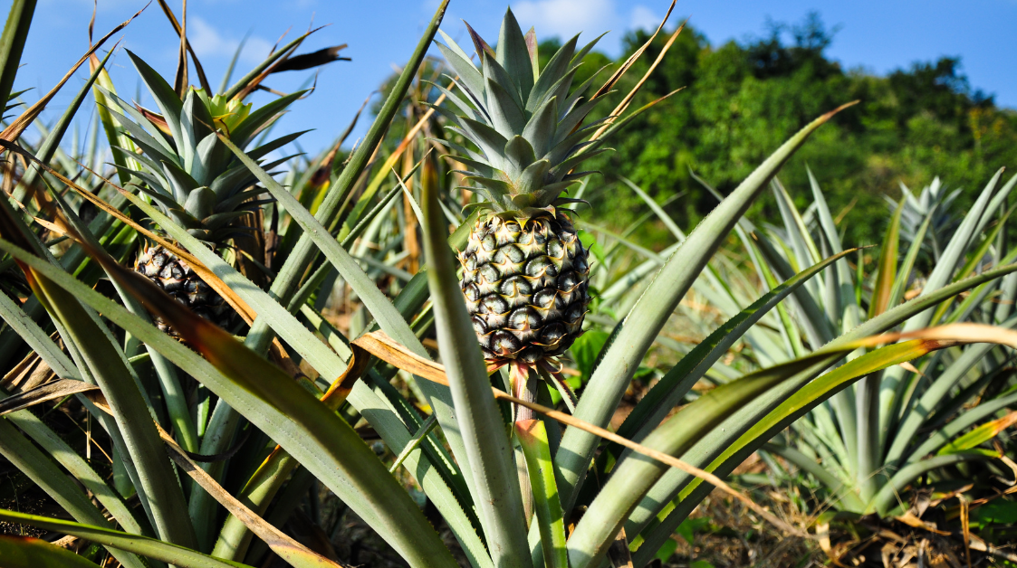 jak roste ananas